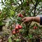 10 Cara Membasmi Kutu Putih pada Tanaman Buah Secara Alami, Ampuh Menekan Hama tanpa Kimia