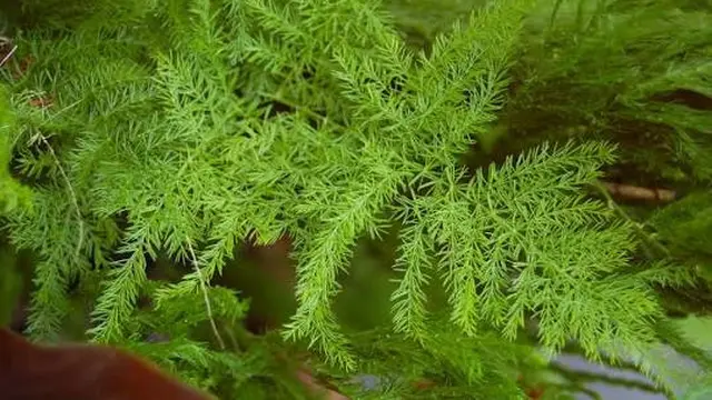 Tanaman Hias yang Bentuknya Mirip Miniatur Pohon di Rumah