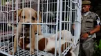 Dinas Peternakan, Perikanan dan Kelautan di bantu Satpol PP menrazia penjual anjing, di jalan Latuharhary, Jakarta Pusat, Kamis (9/4/2015). Dalam oprasinya petugas menyita puluhan anjing yang tidak memiliki kelengkapan surat. (Liputan6.com/Johan Tallo)