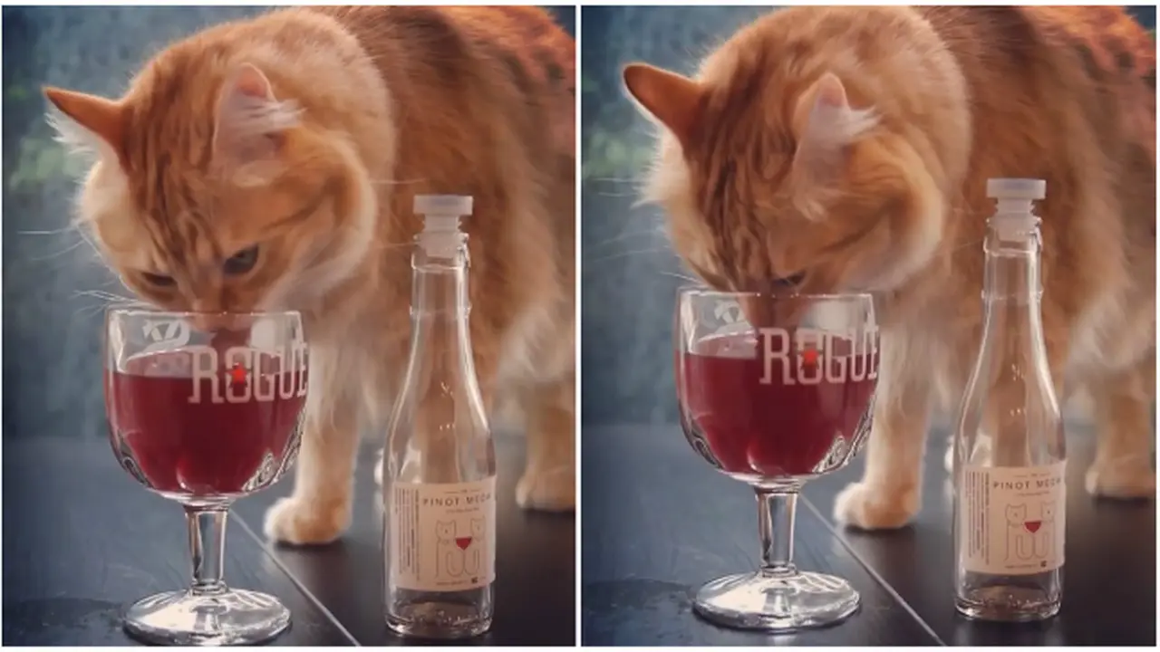 Wine kucing (0)