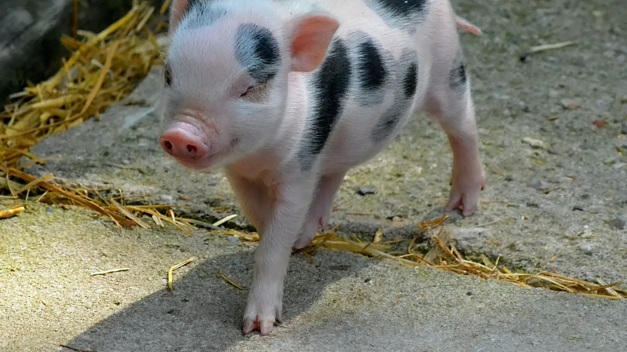 babi