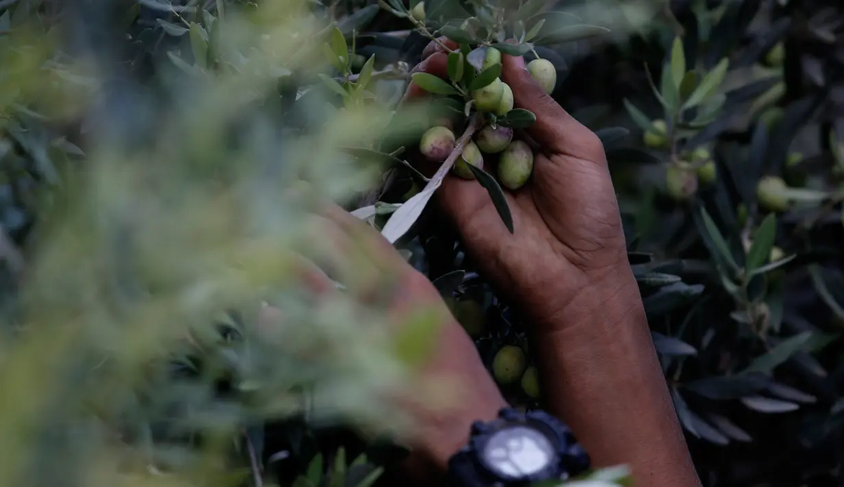 Petani Palestina memetik buah zaitun selama musim panen di sebuah kebun zaitun di Khan Younis, Jalur Gaza Selatan pada 5 Oktober 2019. Memanen zaitun dianggap sebagai perayaan bagi warga Palestina dan hari yang menggembirakan bagi para petani di Gaza, serta Palestina pada umumnya. (AP/Hatem Moussa)