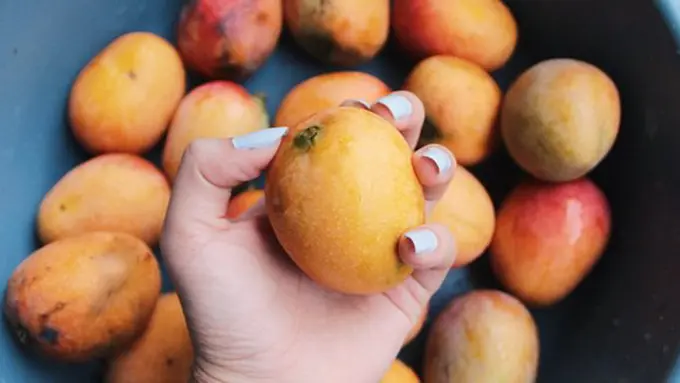 Masker mangga/copyright Unsplash.com/Fabiola Peñalba