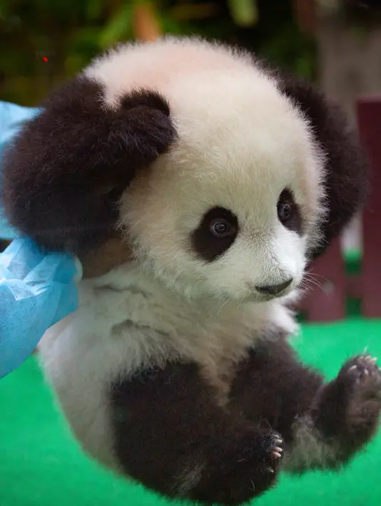 Pekerja kebun binatang Malaysia bermain dengan bayi panda yang diperkenalkan kepada publik di Kuala Lumpur, Sabtu (26/5). Panda betina yang belum diberi nama itu adalah keturunan kedua panda raksasa Liang Liang dan Xing Xing. (AP Photo/Vincent Thian)