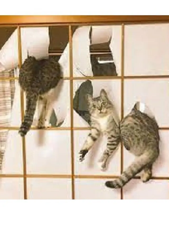 6 Potret Kucing saat Saling Kerja Sama Ini Bikin Gemas