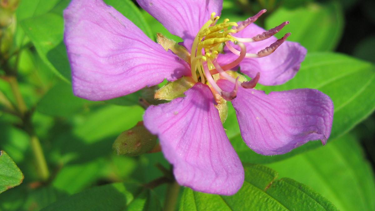 7 Manfaat Daun Senduduk untuk Kesehatan yang Jarang Diketahui