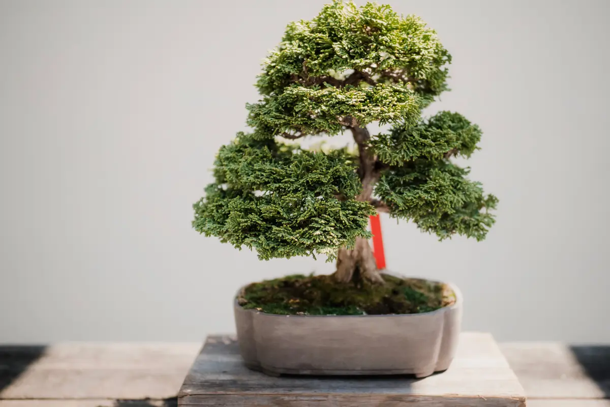 Ilustrasi tanaman bonsai