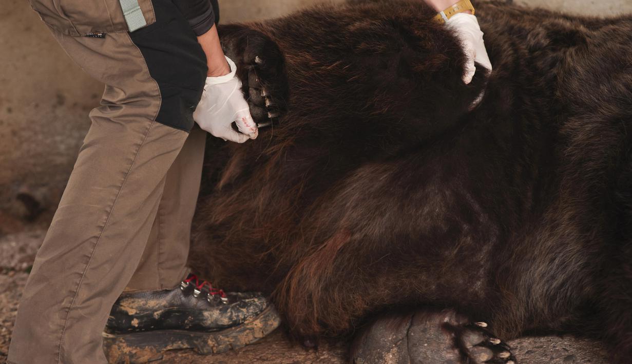 Seorang aktivis dari badan amal hak-hak hewan "Four Paws" memeriksa Mark yang telah dibius di dalam kandang kecil di Tirana, Albania, Rabu (7/12/2022). Mark berhasil diselamatkan oleh organisasi kesejahteraan hewan internasional dan dibawa ke tempat perlindungan di Austria. (AP Photo/Franc Zhurda)