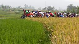 Para pebalap melewati persawahan di Padang Panjang dalam Etape 9 Tour de Singkarak 2015 dari Padang Panjang menuju Padang, Sumatra Barat, Minggu (11/10/2015). (Bola.com/Arief Bagus)