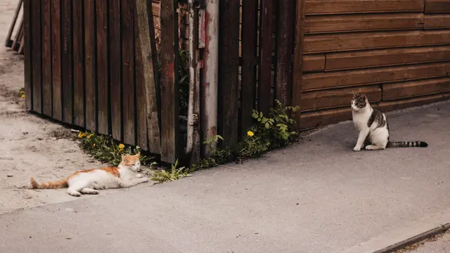 Ilustrasi kucing jalanan