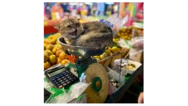 8 Aksi Kucing saat Menjaga Toko Ini Bikin Geleng Kepala