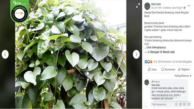 Gambar Tangkapan Layar Foto Daun Binahong (sumber: Facebook)