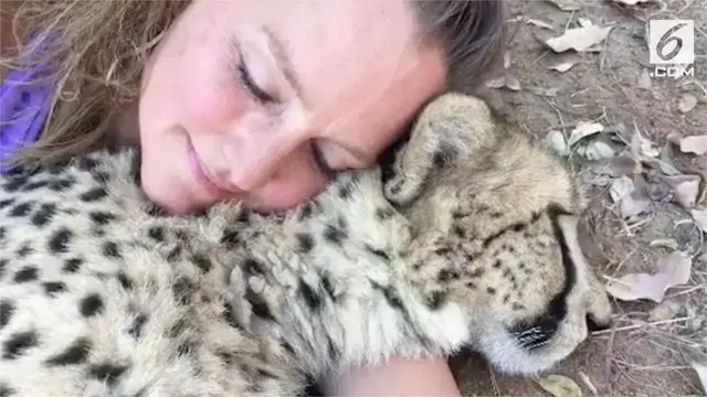 VIDEO: Keberanian Wanita Hidup Bersama Ratusan Citah