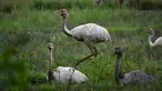 Burung Rhea putih koleksi Taman Safari Gurun Putih Lestari di Jantho, Aceh Besar, Aceh, pada 27 Oktober 2019. Di taman safari pertama yang ada di Aceh ini terdapat ratusan spesies burung dan mamalia dari berbagai daerah di Indonesia maupun mancanegara. (CHAIDEER MAHYUDDIN / AFP)