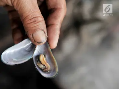 Nelayan mengupas cangkang kerang hijau di kawasan Muara Angke, Jakarta, Rabu (23/1). Pencemaran limbah di laut ditambah cuaca buruk mengakibatkan hasil tangkapan nelayan kerang Muara Angke menurun drastis hingga 80 persen. (Merdeka.com/Iqbal S. Nugroho)