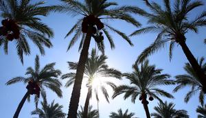 Pekerja Palestina menaiki pohon kurma saat akan memanen buahnya di perkebunan Al Zawayda, Jalur Gaza, Selasa (10/10). Hasil dari perkebunan ini digunakan memenuhi kebutuhan hidup warga di tengah perebutan wilayah perbatasan oleh Israel. (AP/Adel Hana)