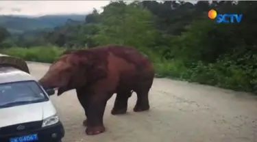 Video viral seekor gajah membenturkan tubuhnya di bus pariwisata di Yunnan, China.