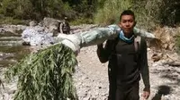 BNN dan Polri Musnahkan 15 Hektare Ladang Ganja di Aceh