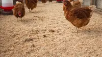 Sekam vs Pasir vs Serbuk Gergaji: Mana Alas Kandang Ayam Paling Tidak Bau?