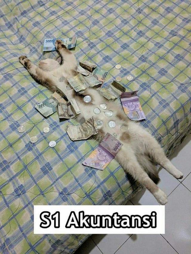 7 Meme Kelakuan Kucing Kalau Jadi Anak Kuliahan Bikin Ngakak