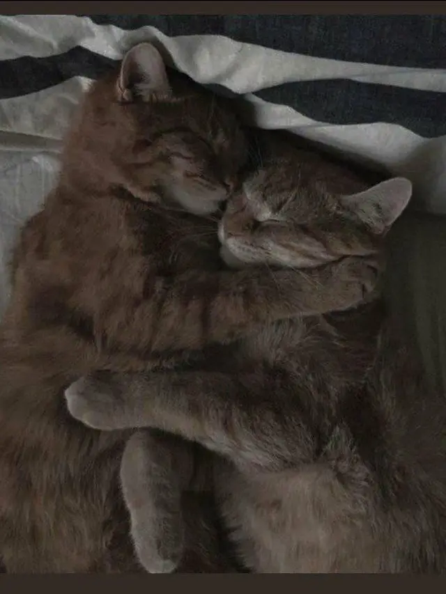 6 Tingkah Kucing Saling Bermesraan Ini Bikin Majikan Senyum