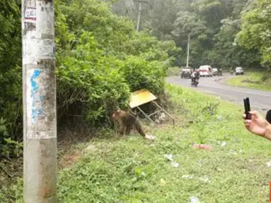 Citizen6, Sumatera: Pengunjung mengambil foto monyet dari dalam mobil yang terdapat di KM 51-56 dari Medan menuju Kota Berastagi. (Pengirim: Chairuddin)