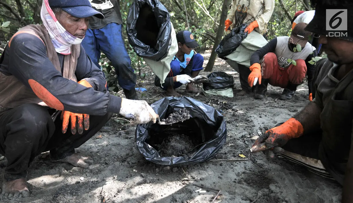 Nelayan mengumpulkan tumpahan limbah minyak (oil spill) yang mencemari Pantai Muara Beting, Muara Gembong, Bekasi, Jawa Barat, Minggu (28/7/2019). Pertamina mengajak nelayan setempat untuk mengumpulkan oil spill yang nantinya akan dipindahkan ke penyimpanan limbah B3. (merdeka.com/Iqbal Nugroho)