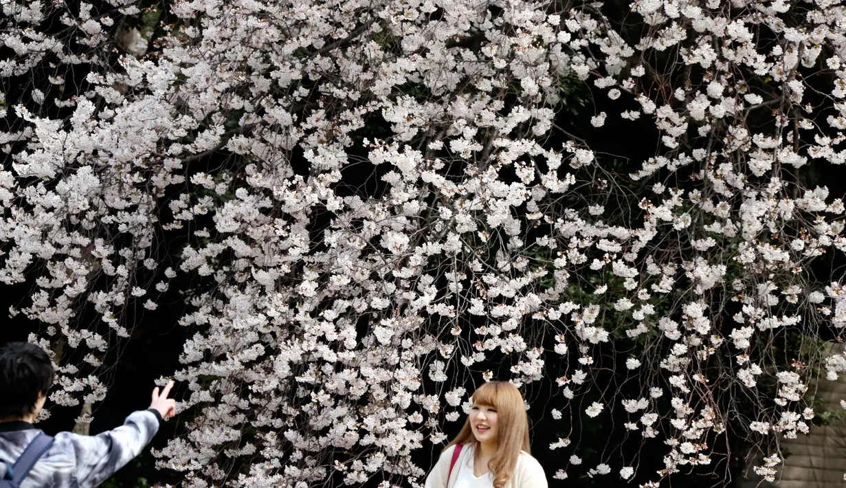 Wisatawan menikmati keindahan bunga sakura yang mekar penuh di Taman Nasional Shinjuku Gyoen, Tokyo, Senin (26/3). Banyak wisatawan mancanegara dan lokal yang sudah mengagendakan liburan untuk menikmati bunga sakura. (AP Photo/Koji Sasahara)