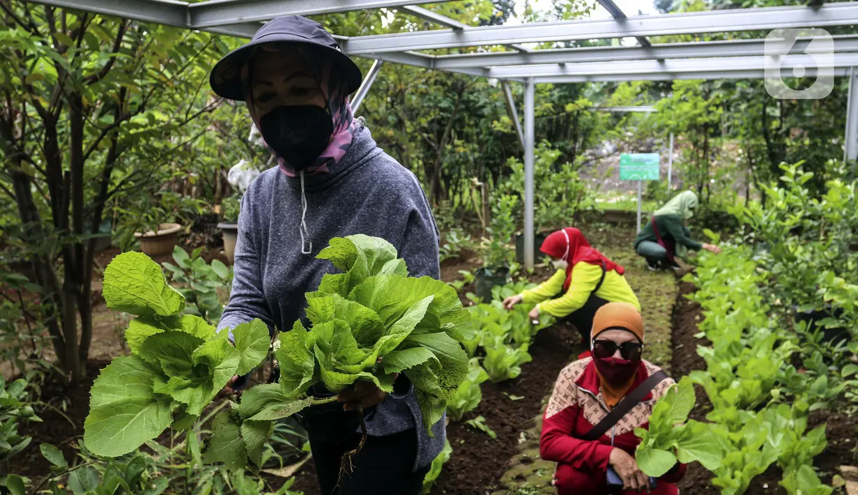 Warga memanen hasil pertanian di Susia Garden, Kalibata, Jakarta, Sabtu (12/2/2022). Berawal dari hobi berkebun, Susiawan Tari (68) manfaatkan lahan sengketa tak produktif untuk menanam beragam jenis sayuran dan buah berkonsep agro edukasi dan pusat kegiatan lingkungan. (Liputan6.com/Johan Tallo)