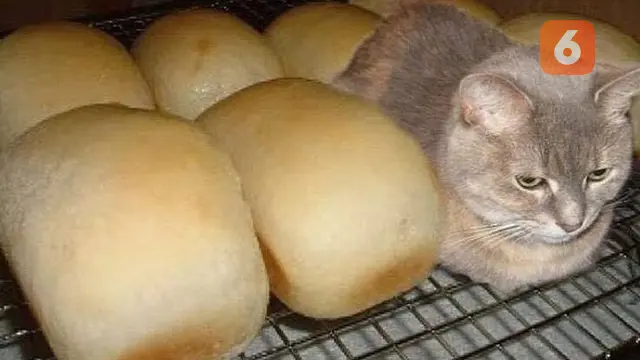 6 Aksi Kucing Menyamar Jadi Roti Ini Bikin Kucek Mata, Perlu Lihat Dua Kali