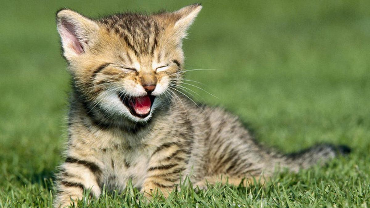 Penggemar Kucing? Ini Tips Mengenali Sikap Hewan Kesayangan Anda
