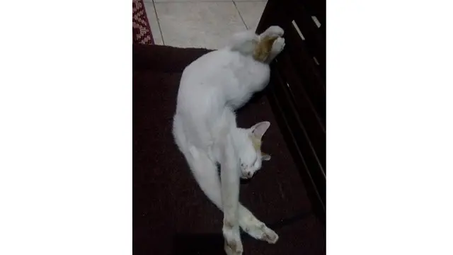 6 Potret Kucing Bergaya Akrobat Ini Bikin Gemas, Ada yang Kayang