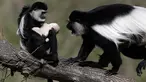 Monyet Guereza (Colobus Guereza) menggendong bayinya yang baru lahir di kebun binatang Praha, Republik Ceko, 5 April 2018. Kebun Binatang Praha di Republik Ceko dilengkapi dengan koleksi lahirnya bayi Monyet Guereza. (AP Photo/Petr David Josek)