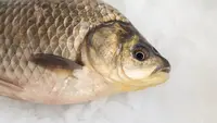6 Ikan Air Tawar yang Jadi Hama di Kolam Budidaya, Mengancam Panen