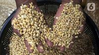 Pekerja pembuatan tahu menunjukkan kedelai di kawasan Pondok Cabe Udik, Tangerang Selatan, Banten, Selasa (15/2/2022). Produsen tahu tempe akan menggelar aksi mogok produksi massal pada 21-22 Februari mendatang disebabkan kenaikan harga kedelai hingga mencapai Rp 11.200/kg. (merdeka.com/Arie Basuki)