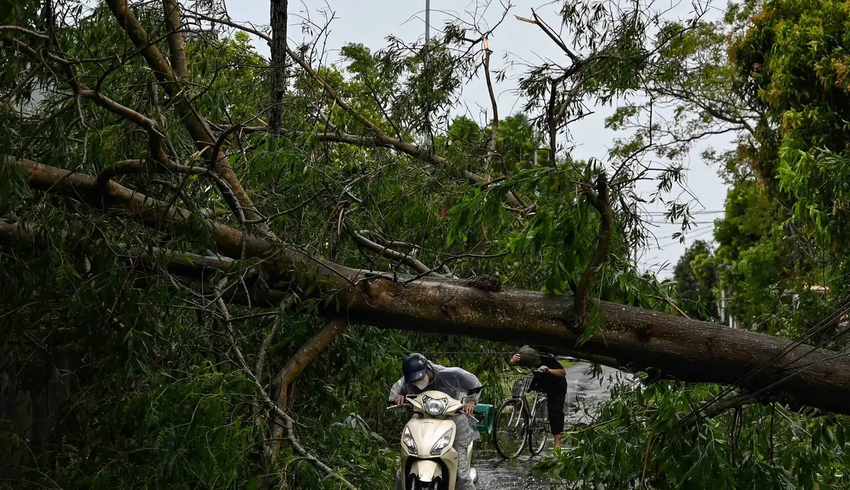 Seorang pengendara motor mengemudikan motornya untuk melewati pohon tumbang yang menghalangi jalan setelah Topan Kajiki melanda Provinsi Nghe An, Vietnam pada 26 Agustus 2025. (Nhac NGUYEN/AFP)