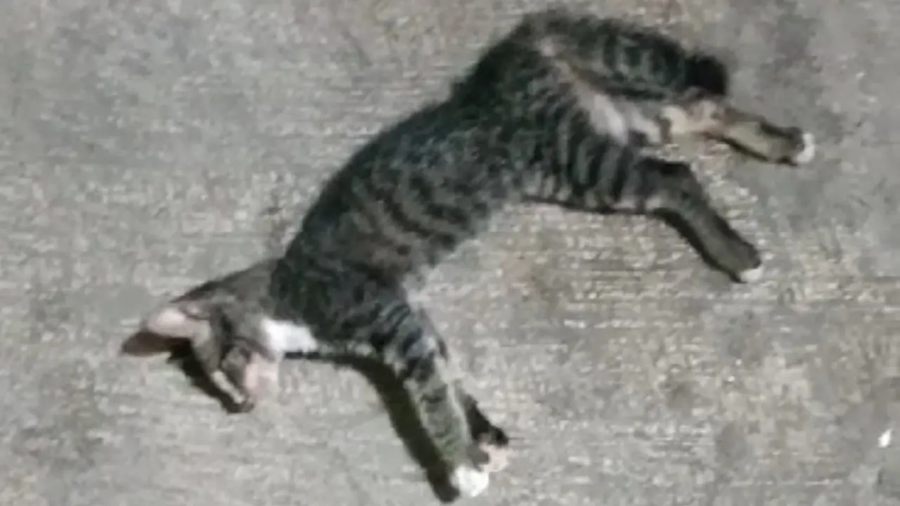 Puluhan kucing di RW 05 Kelurahan Sunter Agung, Kecamatan Tanjung Priok, Jakarta Utara mati mendadak. Gejalanya kejang-kejang dan buang air. (Bachtiarudin Alam/Merdeka.com)