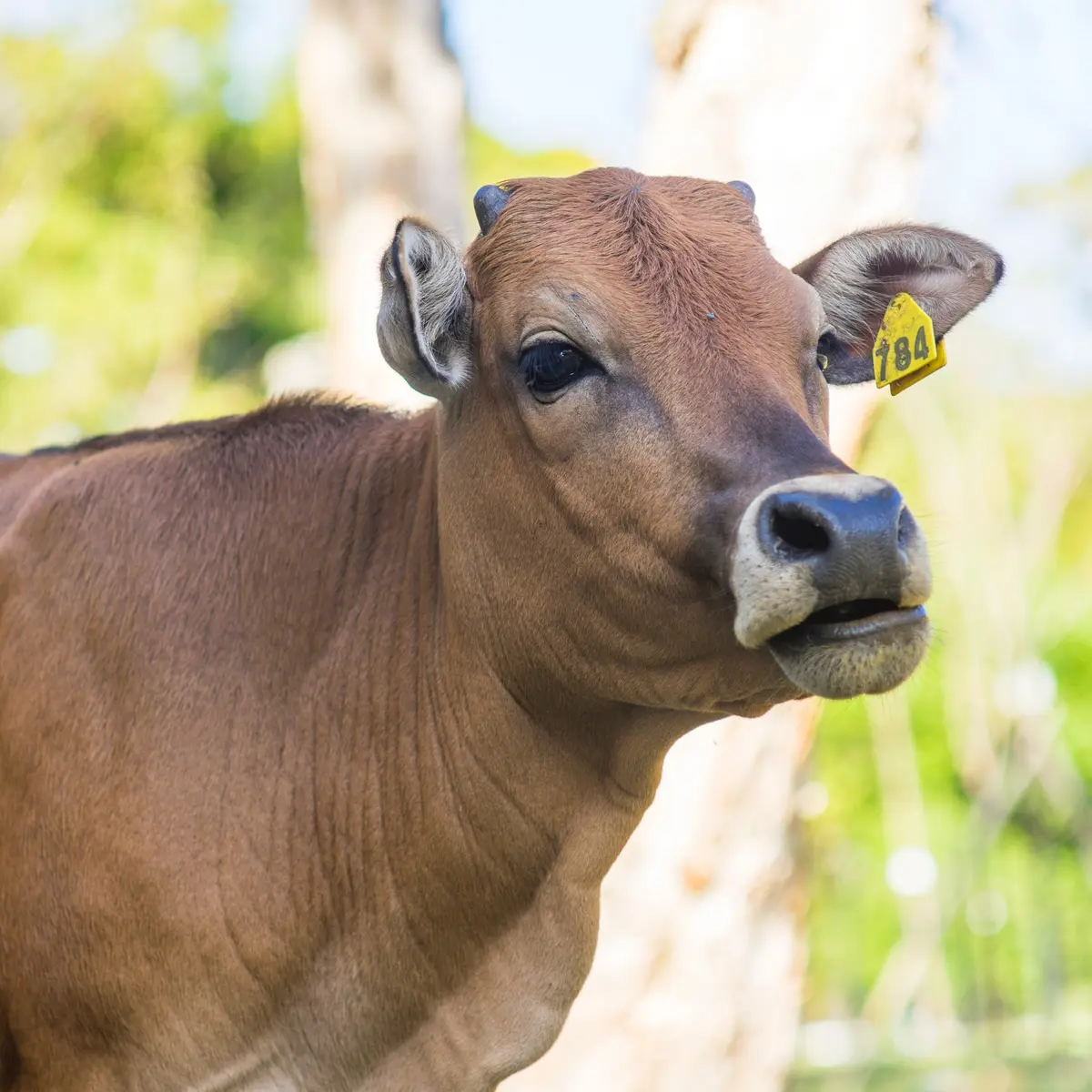 Arti Mimpi Melihat Sapi Besar