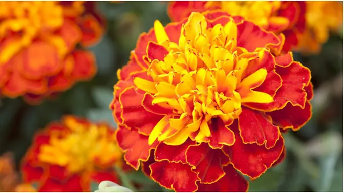 Courtesy ShutterStock.com