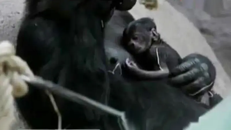 Penertiban PKL Tanah Abang hingga Kelahiran Bayi Gorila