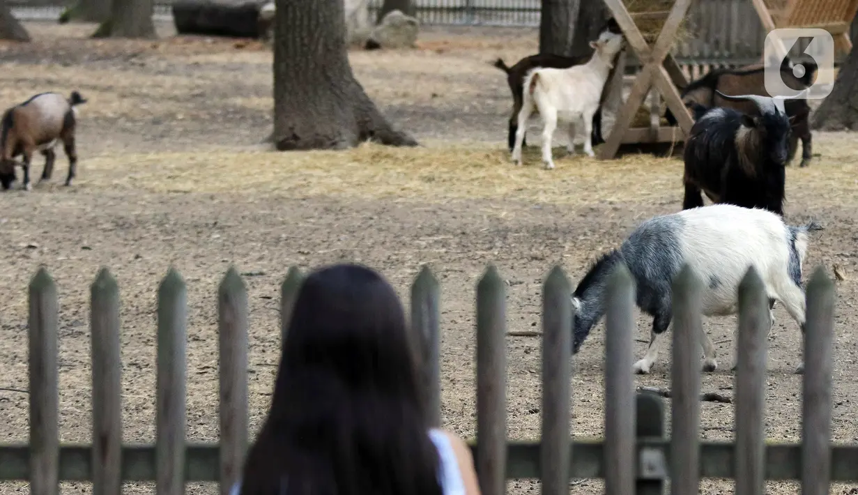Pengunjung melihat binatang-binatang yang ada di Edenland Park, Balotesti, Rumania, Rabu (4/10/2023). (Liputan6.com/Herman Zakharia)