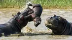 Seorang fotografer amatir mendapatkan momen mengejutkan di iSimangaliso Wetland Park, Afrika Selatan.