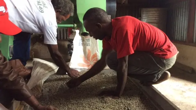 pemilihan biji kopi