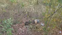 Mayat penuh luka di kepala, diduga korban pembunuhan ditemukan di hutan jati kawasan wisata Tambora Situbondo (Istimewa)