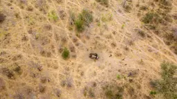 Foto dari udara memperlihatkan bangkai gajah yang mati karena kekeringan di Taman Nasional Hwange, Zimbabwe, Selasa (12/11/2019). Lebih dari 200 gajah di Taman Nasional Hwange mati akibat kekeringan. (ZINYANGE AUNTONY/AFP)