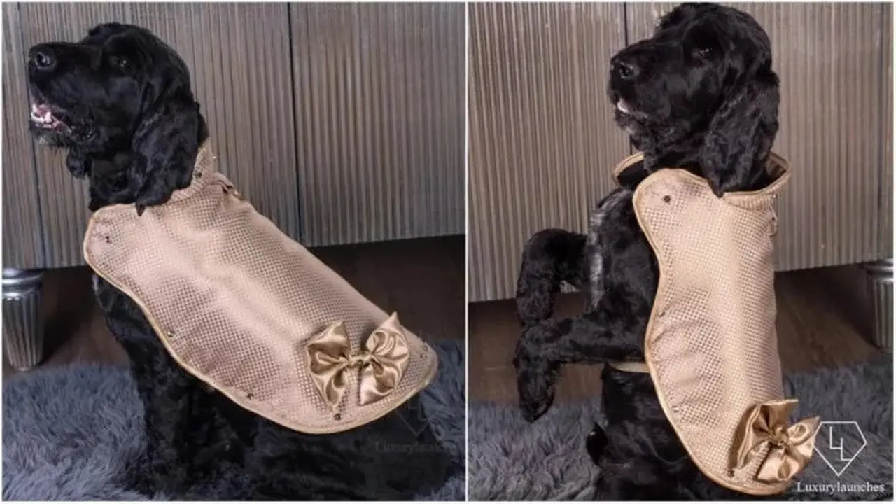 Jaket khusus anjing berlapis emas (Photo: Doggy Armour/VeryFirstTo)