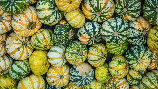 Labu Kabocha Mini