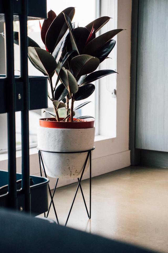 Rubber Plant (Ficus elastica)