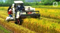 Patut Disyukuri, Panen Padi Papua Melimpah di Tengah Pandemi Corona