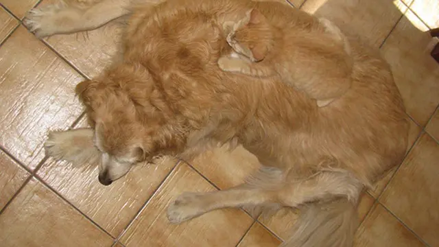6 Foto Kucing Pandai Bersembunyi Ini Bikin Gemas, Banyak Tingkah